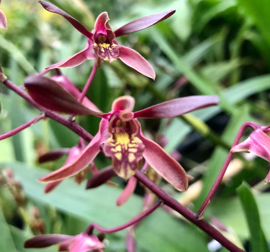 Den. Tiny Twister- Blooming Size