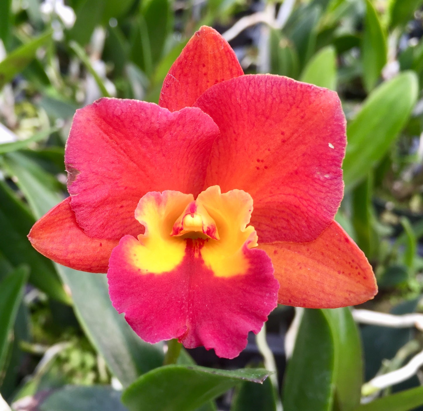 Lc. Waianae Leopard x Ctt. Why Not 'Orange Paradise'-  Blooming Size