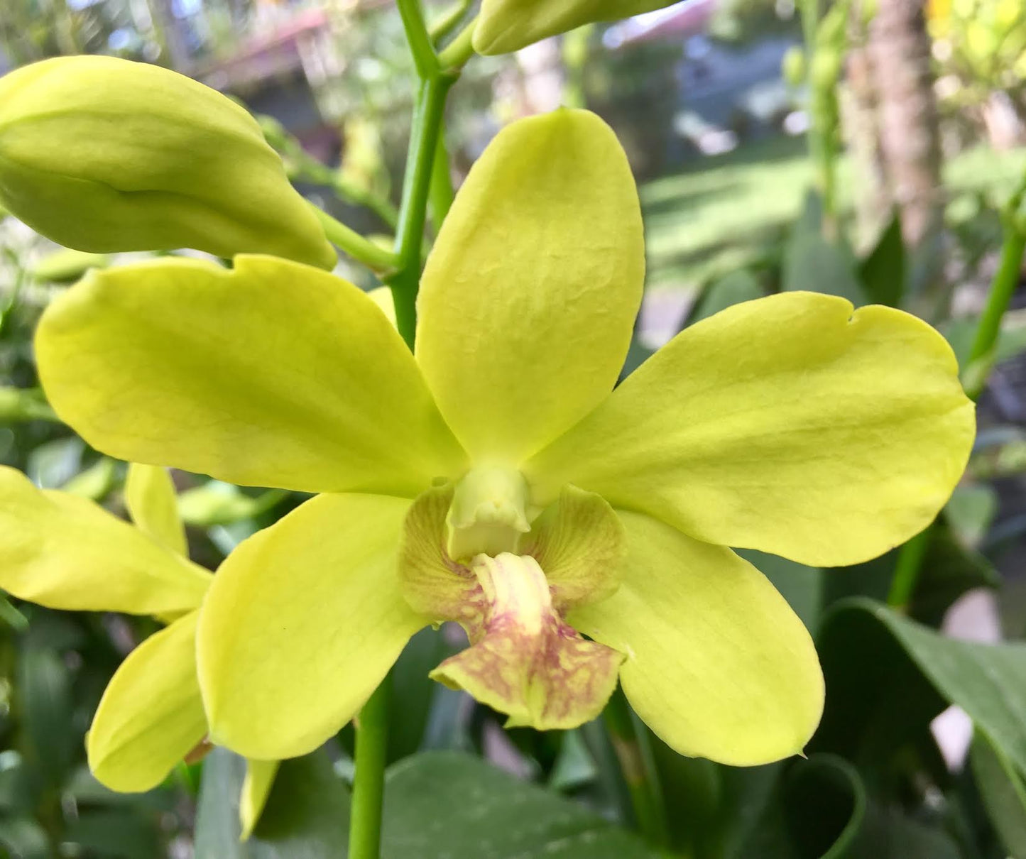 Den. Waianae Valley 'Kurashige'