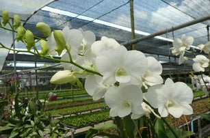 Den. White Dove with Green Eco pot (Retail orders)