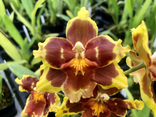 Wils. Solari 'Coronal'-  Blooming size