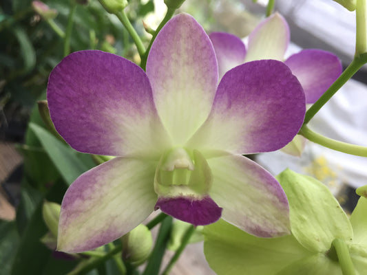 Den. Ariang Blue Angel with Black Eco Pot