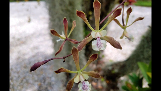 Encyclia alata- Non Bloom