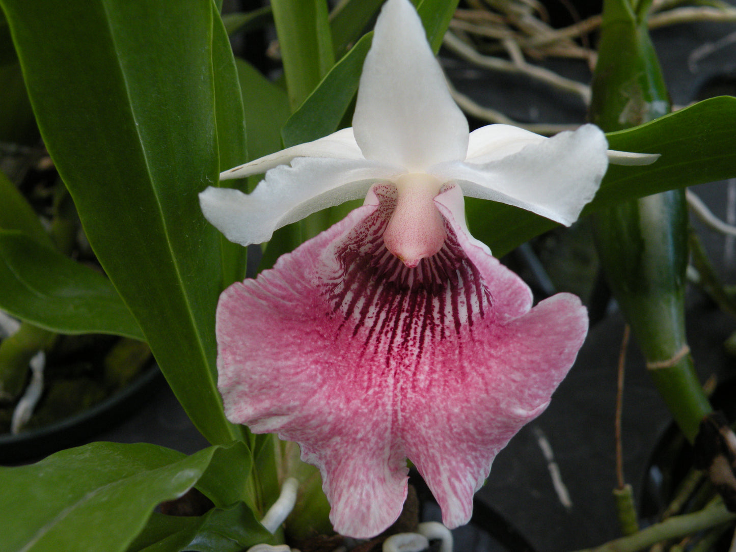 Chondranthes Andrea Niessen with a Pink Eco-Pot