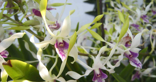 2" Den. antennatum- Non Bloom