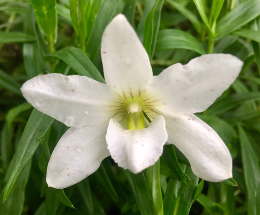 Den. auriculatum- Blooming Size
