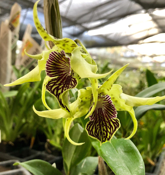 Den. Bruce Gordon- Blooming Size- 50% off