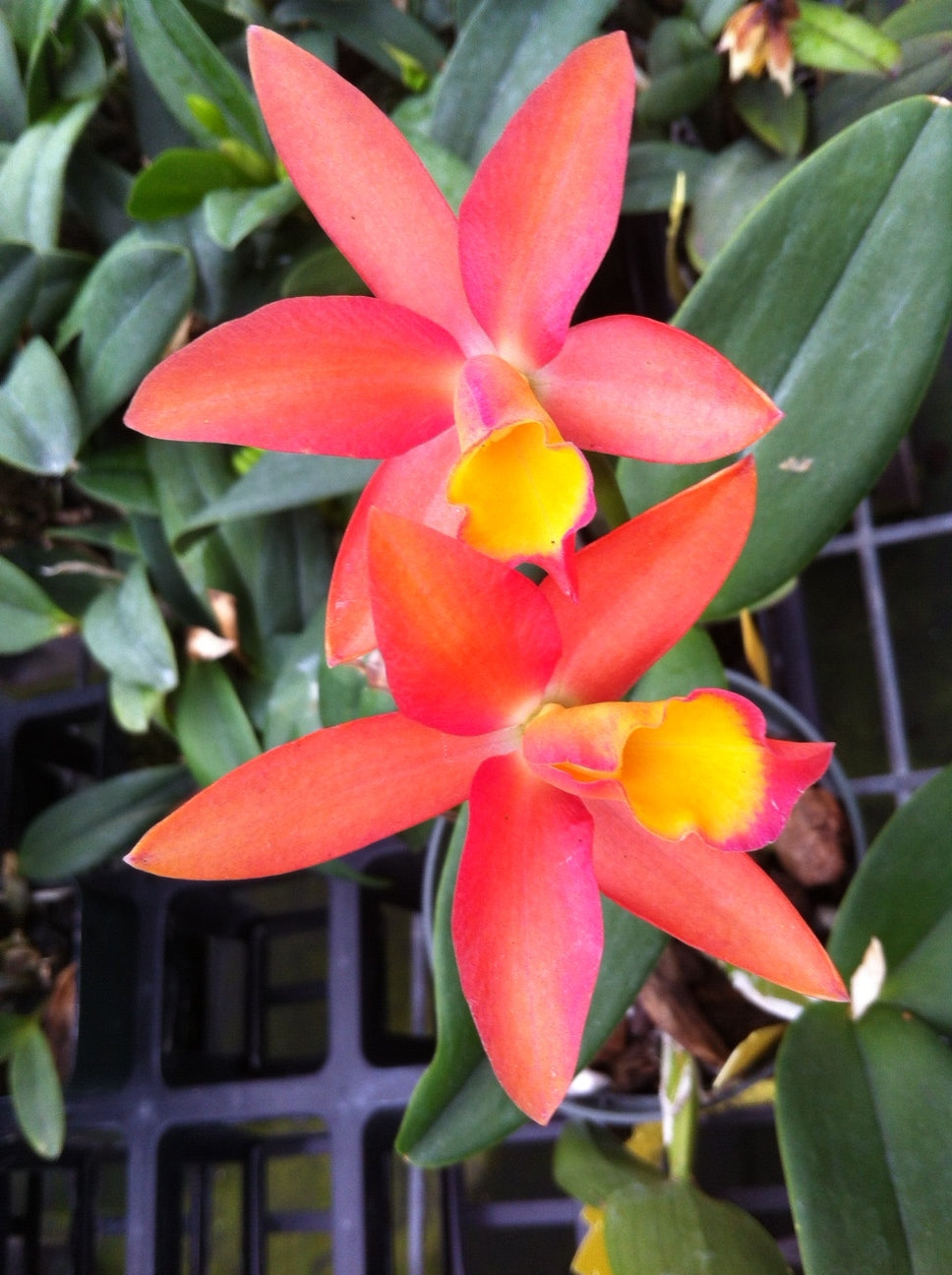 C. Caribbean 'Orange Bowl'- Blooming Size