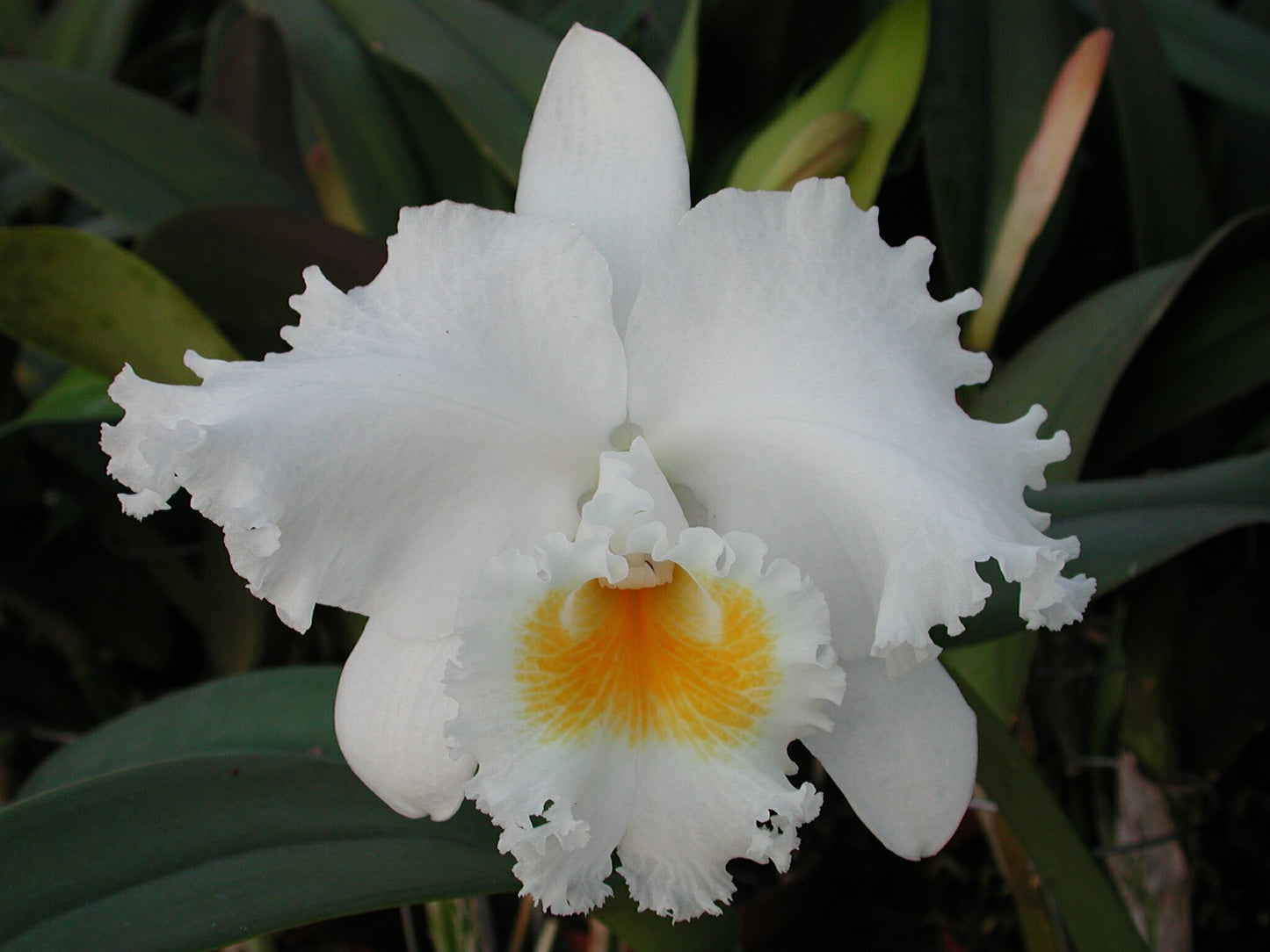C. Jose Marti ‘Shogun Hawaii’ - Blooming Size