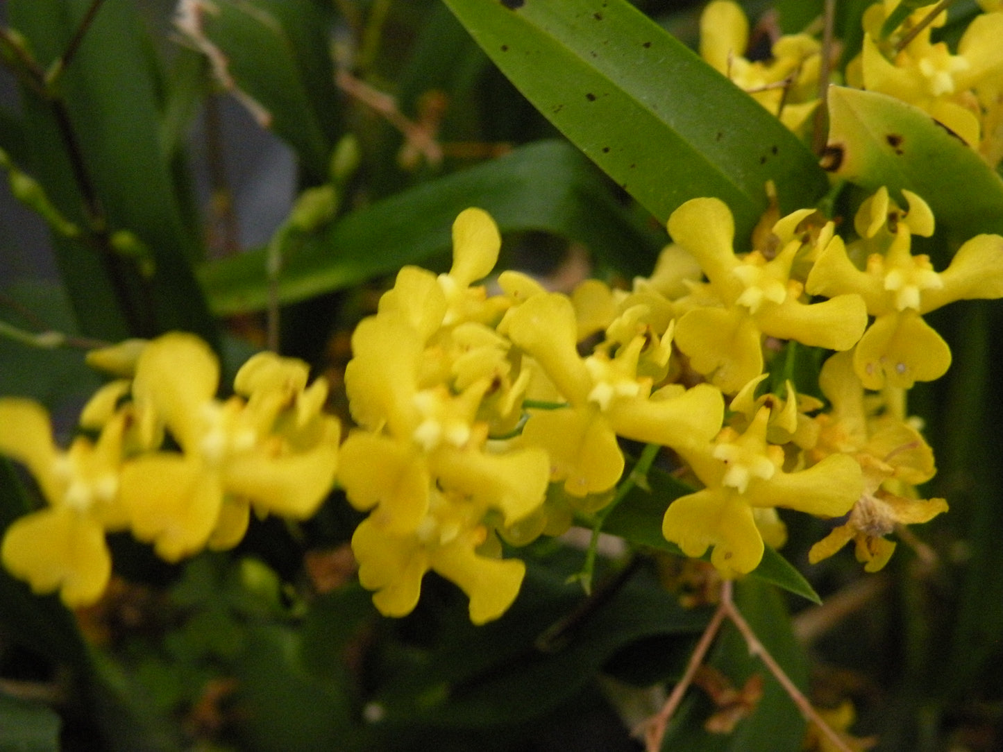 Oncidium cheirophorum with Yellow Ecopot (Retail Only)