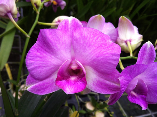 Den.Chom Phu Oon 'Splash' with Pink Eco Pot (Retail Orders)