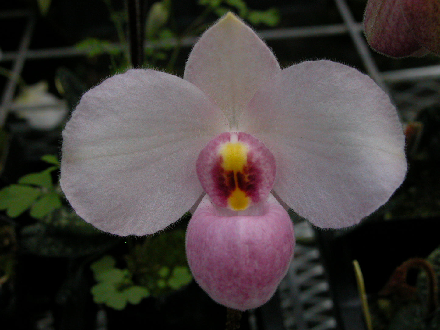 Paph. delanatii ('Pink Doll x Pink Elephant')