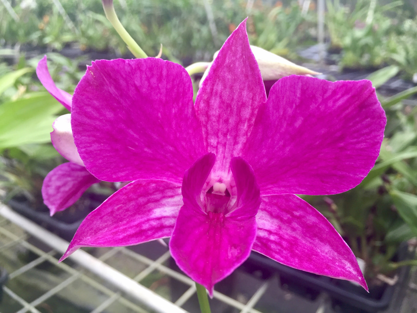 Den. Silver Wings x Kevin Tokunaga- Blooming Size