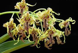 Dendrobium (Den.) spectabile