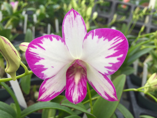 Den. Enobi Purple 'Splash'