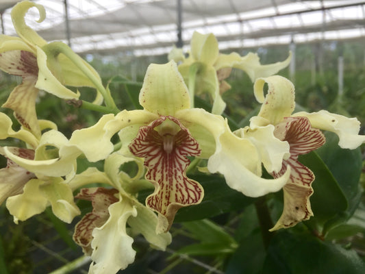 Den. eximum x spectabile- Blooming Size