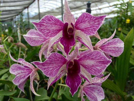 Den. Fire Wings with Pink Eco Pot