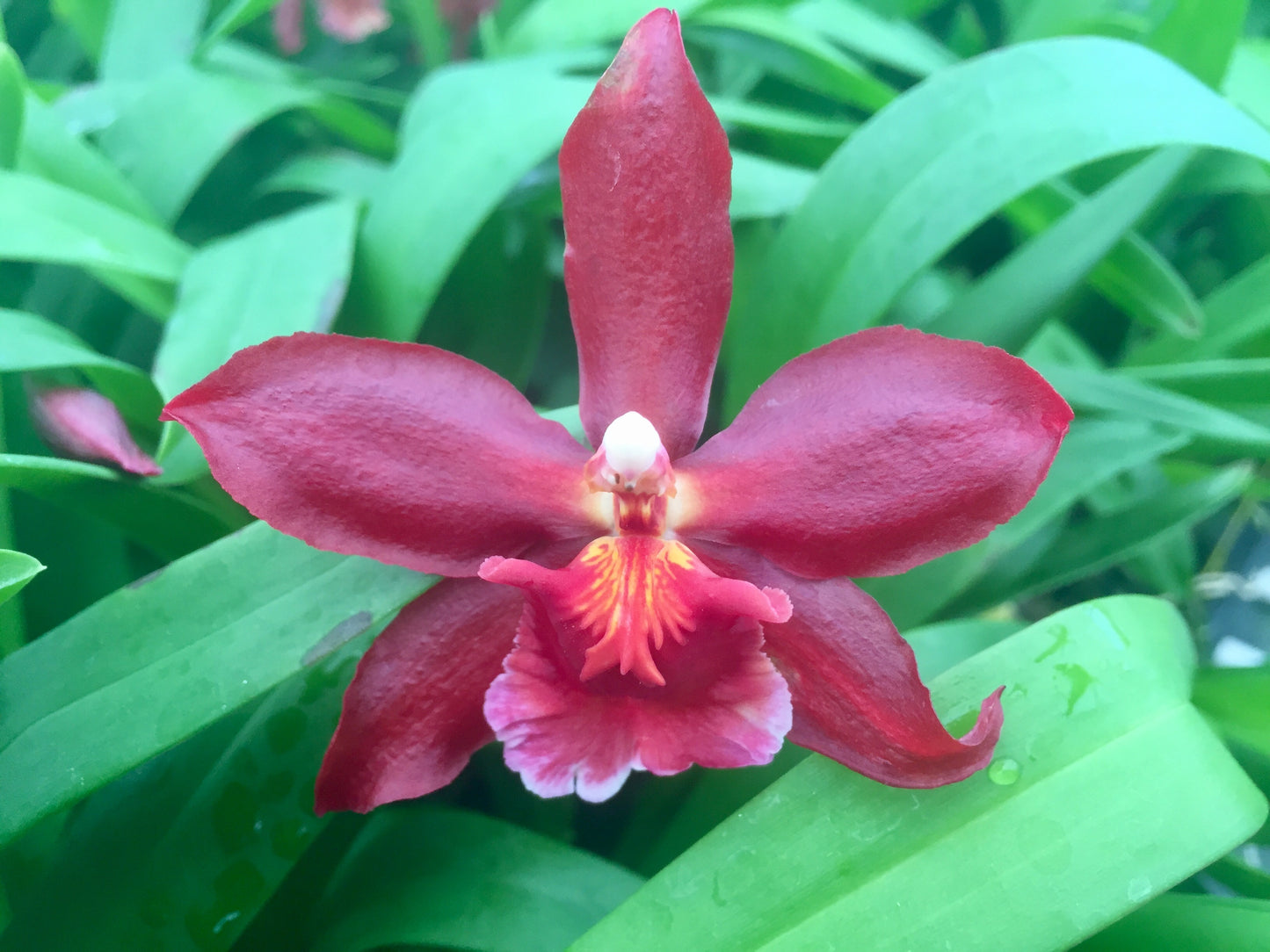 Wils. Fueo 'Ideal'- Blooming Size