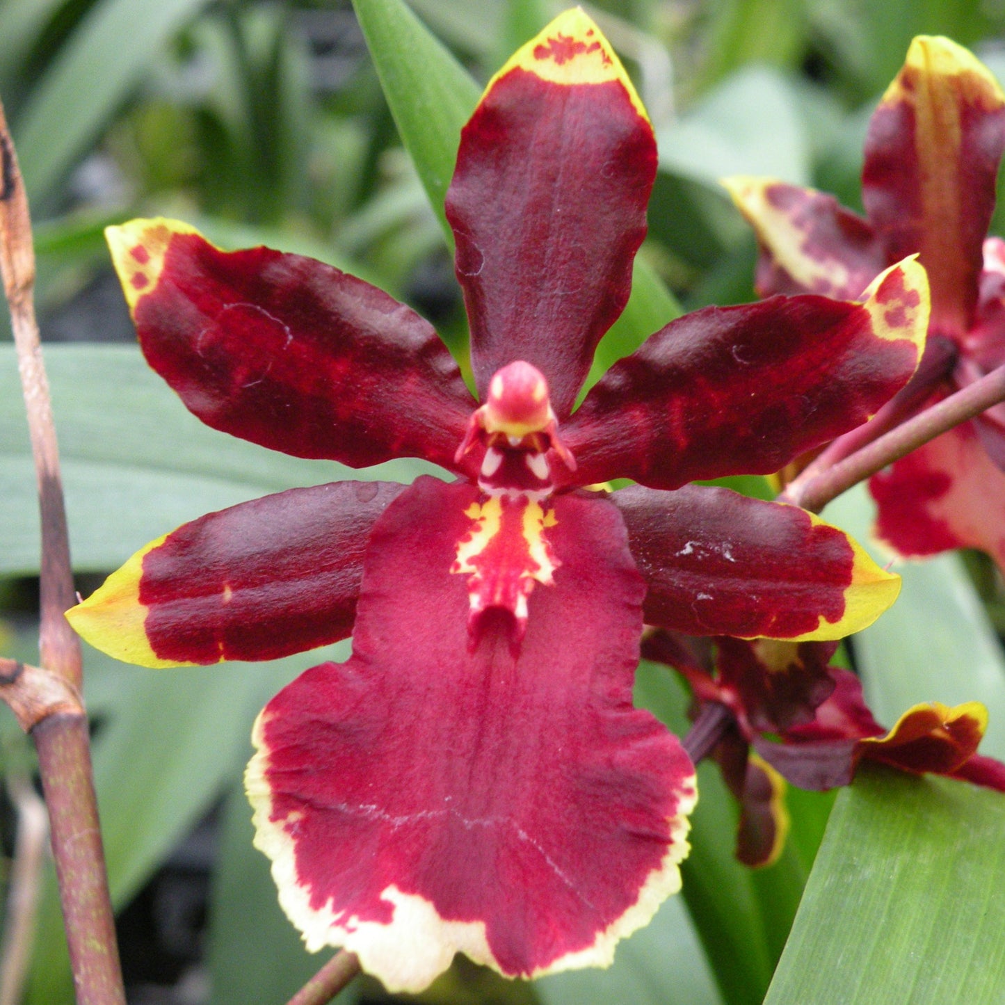 Odcdm. Wildcat 'Golden Red Star'