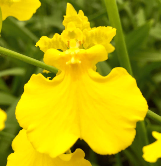 Onc. Gower Ramsey 'Pure Yellow'- Yellow Eco Pot included Retail orders