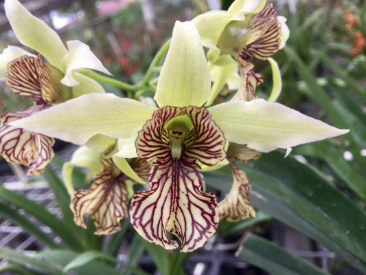 Den. Green Mist x spectabile