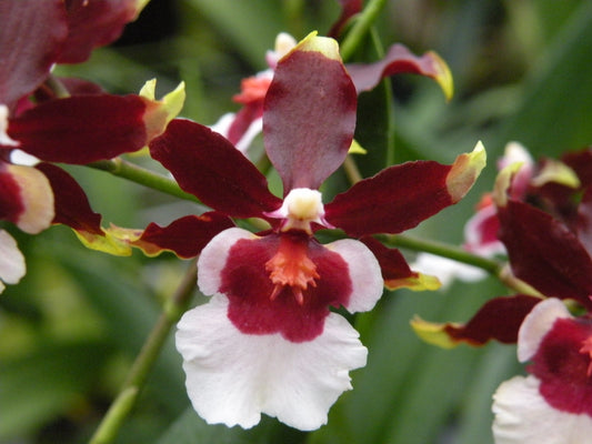 Oncda. Hula Halau 'Volcano Splendor'-  Red Eco Pot included for Retail orders