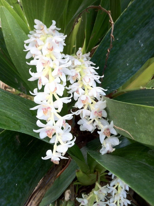 Bulb. hyacinthoides- Blooming Size