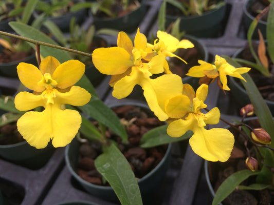 Onc. Kuko'o- Blooming size