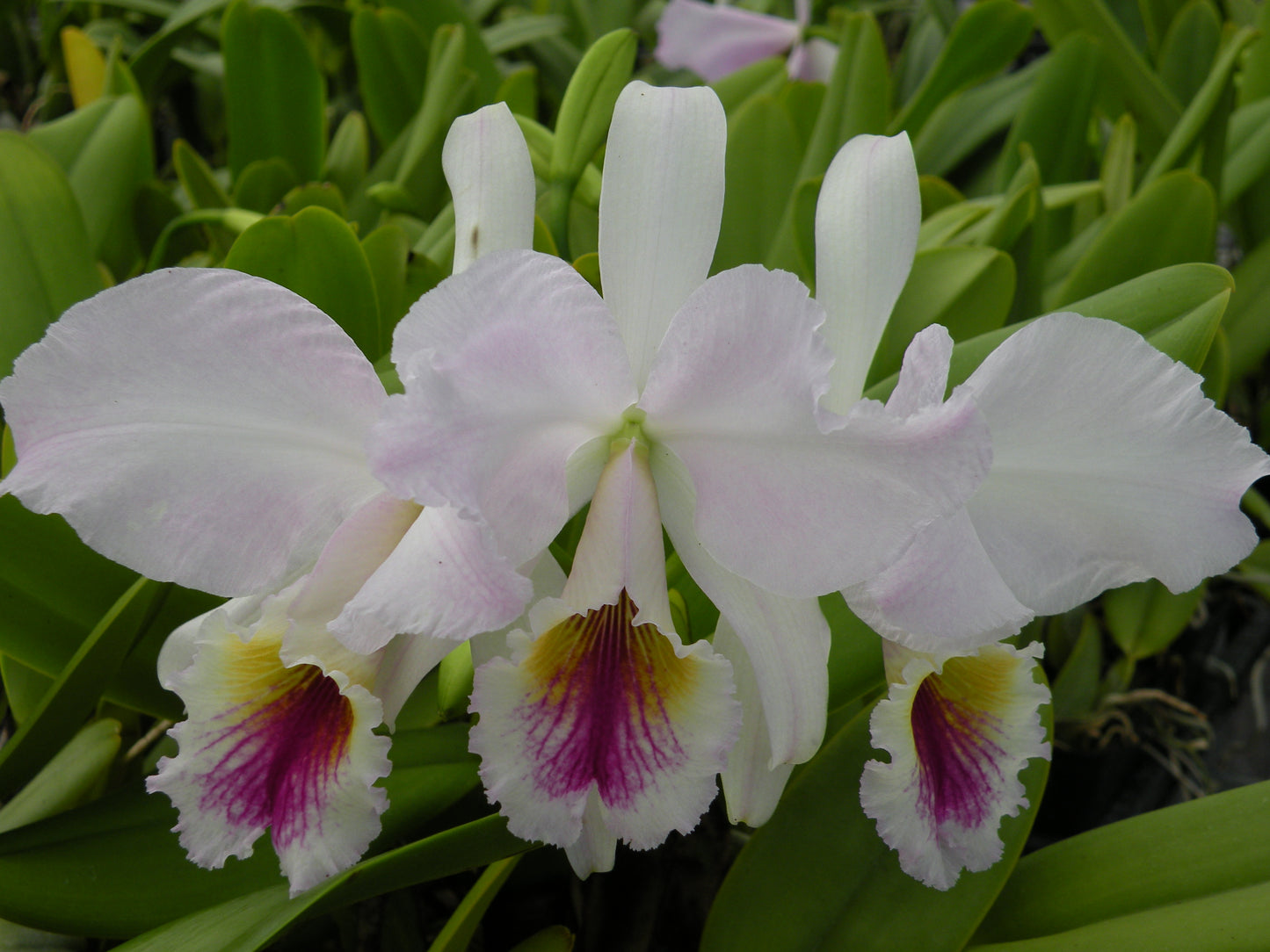 C. labiata 'September Mist'- Blooming size