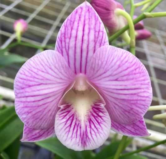 Den.  Lai Klang Oon with Pink Ecopot