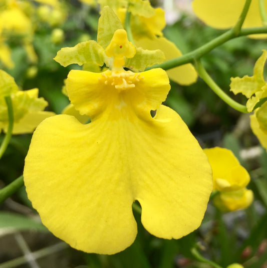 Oncidium Sweet Sugar 'Lemon Drop'