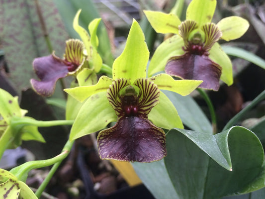 Dendrobium Little Green Apples