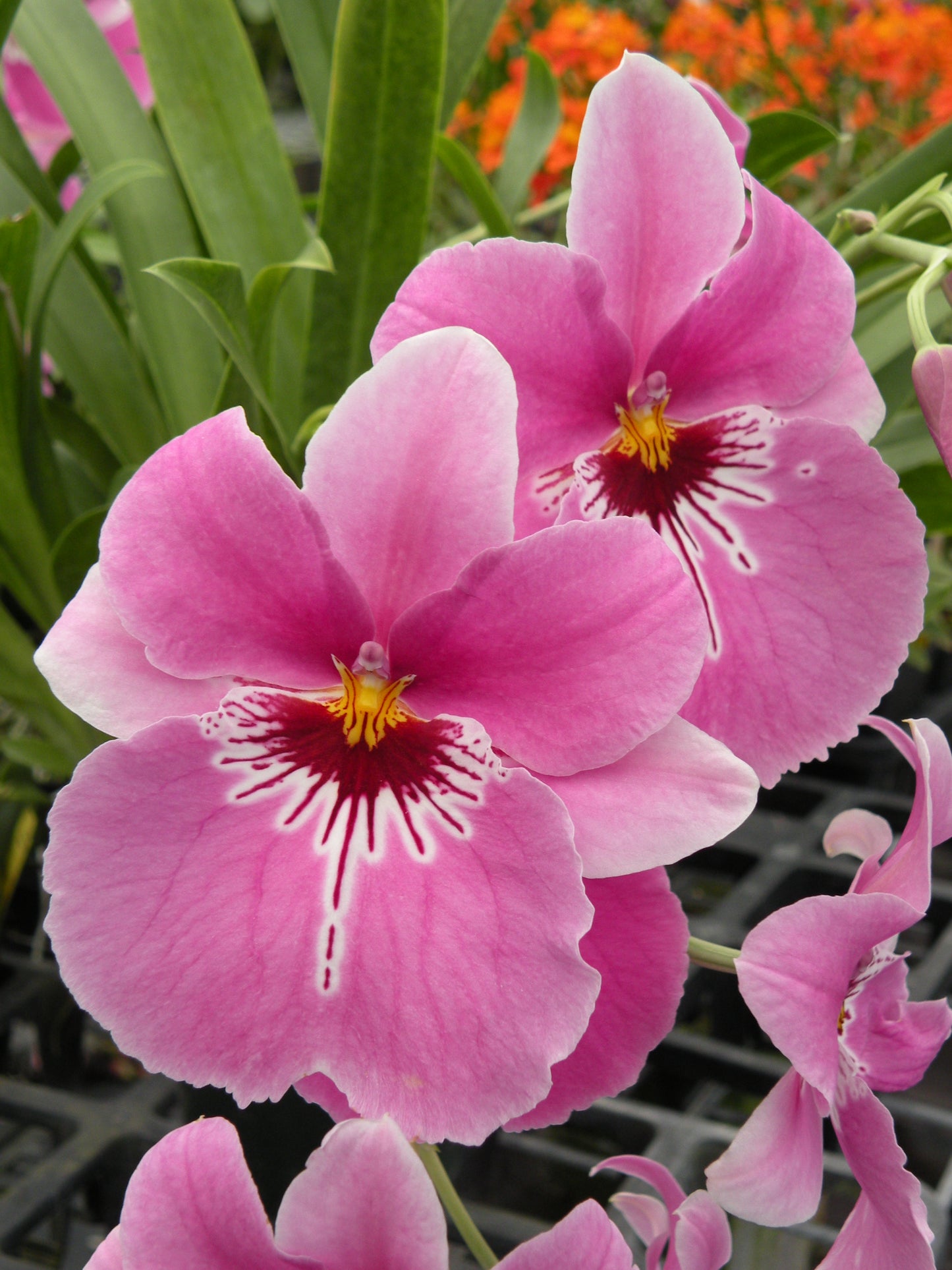 Milt. Lover's Point 'Kalapana' w/ Pink Ecopot (Retail Only)