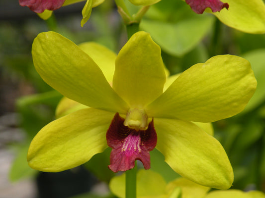 Den. Thongchai Gold 'Luxana' with Yellow Eco Pot (Retail Only)