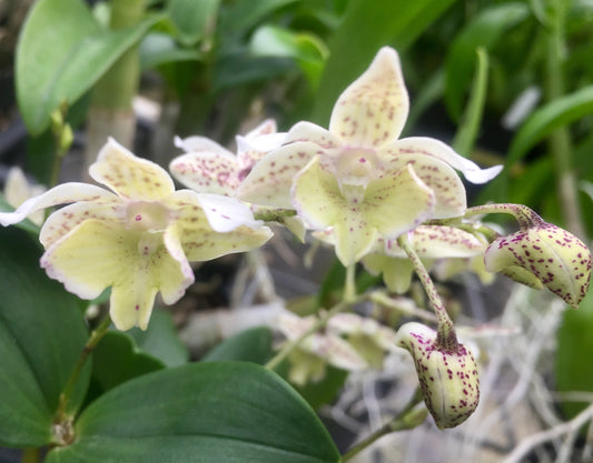 Den. Micro Chip x Pygmy Chip