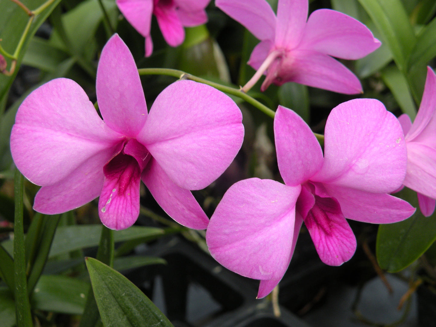 Assorted Mini Dendrobium