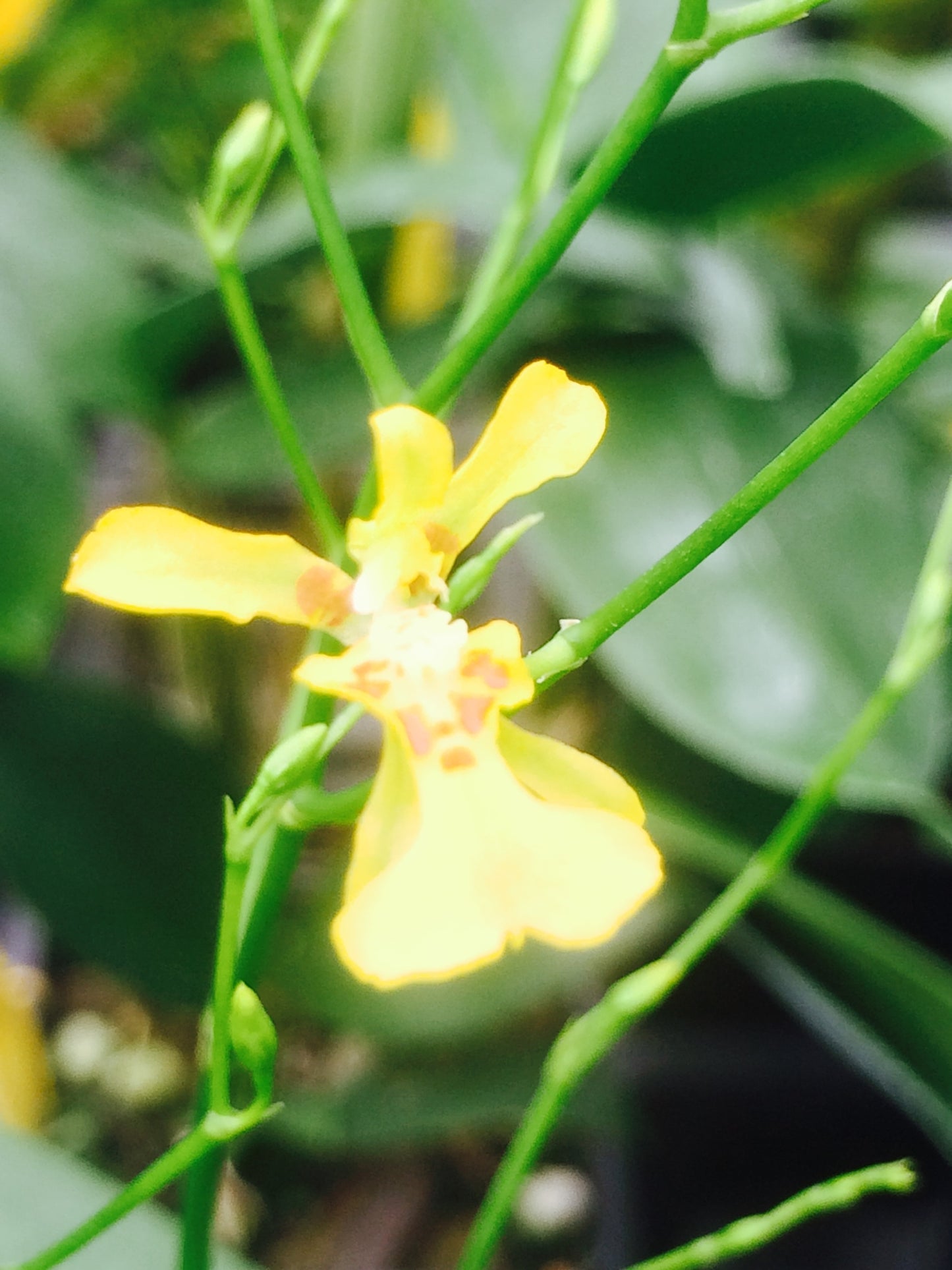 Oncidium obrryzatum