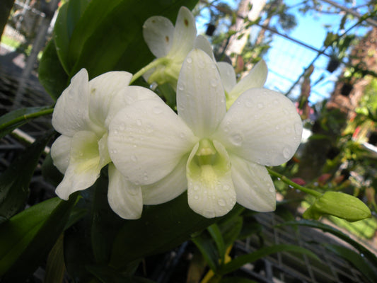 Den. Pegasus 'Wedding White' with Green Ecopot for Retail Orders