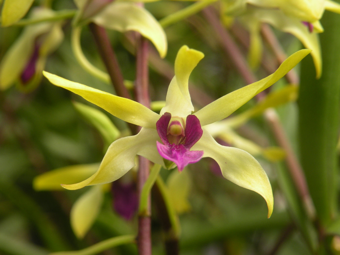 Den. Pixie Princess x Livingstone 'Mishima' with Yellow Eco Pot for Retail Orders