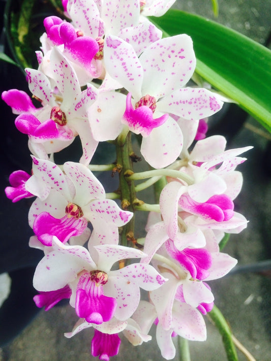 Rhy. gigantea Pink Spots- Non Bloom