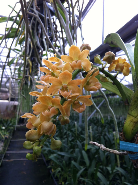Rhy. gigantea Orange- Non Bloom