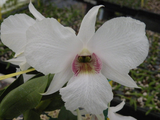 Dendrobium Silver Bells