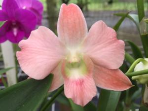 Den. Sirin Beauty with Brown Eco Pot (Retail Orders)