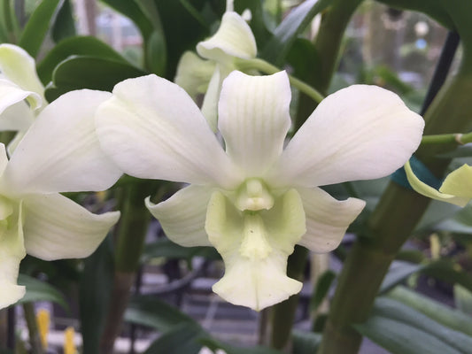 Den. Somkiat White