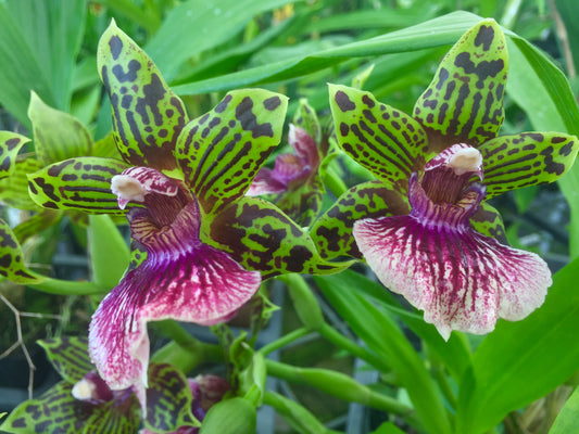 Cattleya velutina