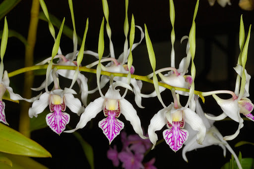 Den. stratiotes- Non Bloom