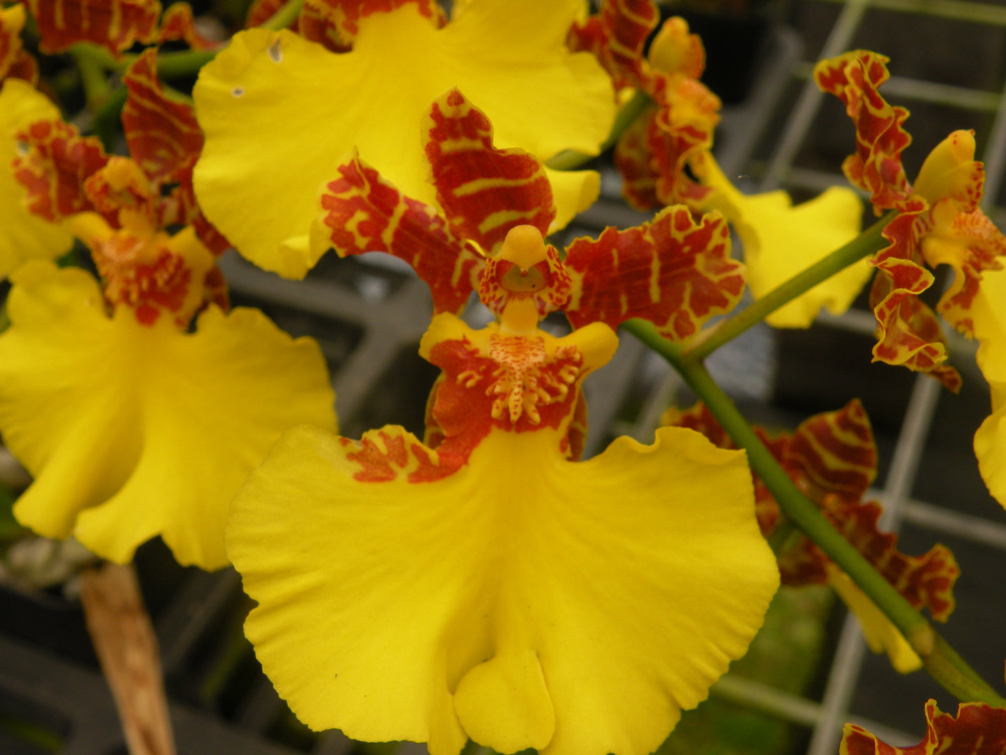 Onc. Sweet Ears 'Big Shot' with Yellow Eco-pot (Retail Orders)