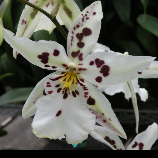 Bllra. Tropic Lily 'Chocolate Drop'