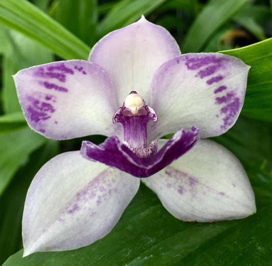 Tst. Melinda Marie 'Blue Fairy'- Blooming Size