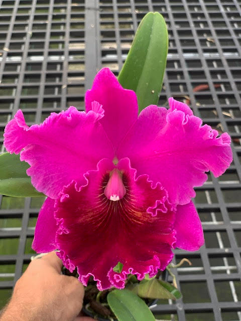 Rlc. Rebecca Beusse Holman- Blooming Size